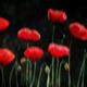 poppies 2