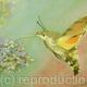 Humming bird hawk moth
