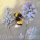 Bee on Lavender