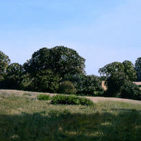 Late Summer Meadow