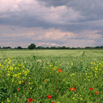 Field Edge. 2008