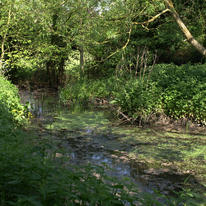 Stinkers Pond. 2008