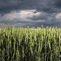 Wheatfield. 2008