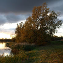 Lakeside Trees. 2011