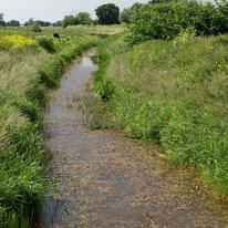 May Stream. 2008