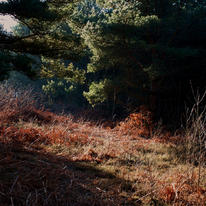 Clearing in a Forest.