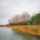 Riverside Reeds