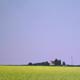 House and Rape Field…