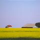 Rape Field 
