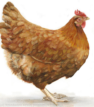 Holly Hen