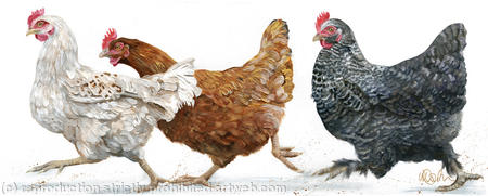 Chicken Run