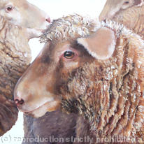 Sheep Flock