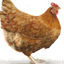 Holly Hen