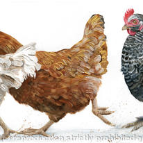 Chicken Run
