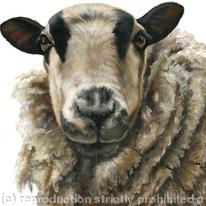 Badger faced sheep