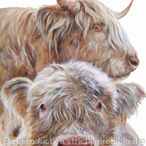 Highland cow and calf
