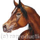 Arab Horse | £35 | 25 x 25cm | Limited edition print (40) on deep mounted canvas Arab Horse