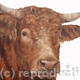 Bully Boy | £35 | 25 x 25cm | Limited edition print (40) on deep mounted canvas Bully Boy