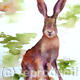 Alert Hare | £40 | 25 x 35cm | Limited edition print (40) on deep mounted anvas Alert Hare