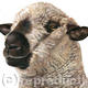 Hampshire Down Sheep | £35 | 25 x 25cm | Limited edition print (40) on deep mounted canvas Hampshire Down Sheep