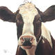 Fresian | £35 | 25 x 25cm | Limited edition print Fresian