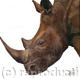 Rhino | £35 | 25 x 25cm | Limited edition print (40) Rhino