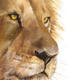 Lion | £40 | 25 x 35cm | Limited edition print (150) Lion