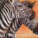 Two Zebras | £40 | 25 x 35cm | Limited edition print (40) Two Zebras