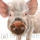 muddy Pig | £35 | 25 x 25cm | Limited edition print (150) on deep mounted canvas muddy Pig