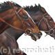 Winning by a head | £40 | 35 x 25cm | Limited edition print (40) on deep mounted canvas Winning by a head