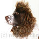 Spaniel | | | Acrylic on deep mounted canvas Spaniel
