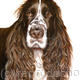 Spaniel | | | Acrylic on deep mounted canvas Spaniel