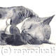 Black Cat | £35 | 25 x 25cm | Limited edition print (150) on deep mounted canvas. Black Cat