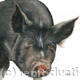 Berkshire Pig