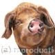 Oxford Pig