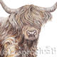 Dun Highland Cow