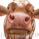 Inquisitive cow