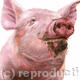 Pink pig