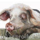 Happypig