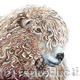 Curly-sheep