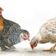 Pecking order