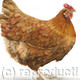 Holly Hen