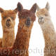 Alpacas