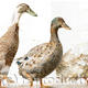 Running Ducks