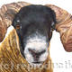 Mercutio
