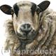 Badger faced sheep