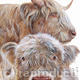 Highland cow and calf
