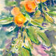 Oranges