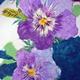 Violas