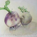 Turnips - Coloured Pencil on Paper